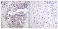 D0003-1 - Histone H2B