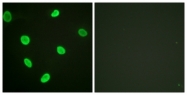 D0004-1 - Histone H2B