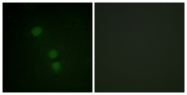 D0005-1 - Histone H2B