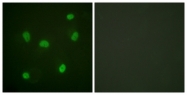 D0023-1 - Histone H2B