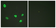 D0024-1 - Histone H2B