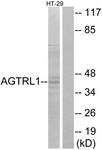 G031-1 - Apelin Receptor