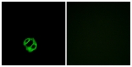 G031-1 - Apelin Receptor