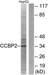 G066-1 - CCBP2