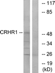 G072-1 - CRHR1