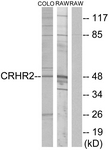 G073-1 - CRHR2