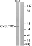 G075-1 - CYSLTR2