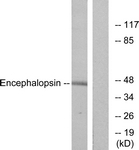 G093-1 - Opsin-3