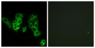 G093-1 - Opsin-3