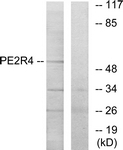 G099-1 - PTGER4