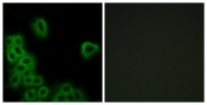 G099-1 - PTGER4