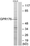 G115-1 - GPR176