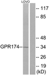 G145-1 - GPR174