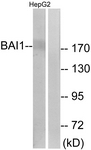 G213-1 - BAI1