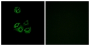G221-1 - CCBP2