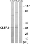 G225-1 - CYSLTR2