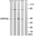 G228-1 - CRHR2