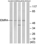 G246-1 - EMR4P / GPR127