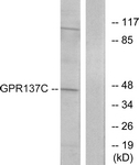 G264-1 - GPR137C