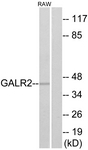 G268-1 - GALR2