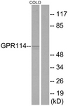 G284-1 - GPR114