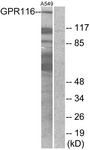 G286-1 - GPR116