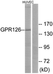 G290-1 - GPR126