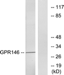 G299-1 - GPR146