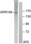 G307-1 - GPR158