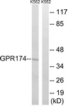 G312-1 - GPR174