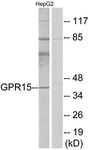 G324-1 - GPR15