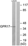 G325-1 - GPR17