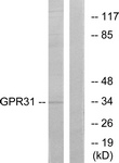 G334-1 - GPR31