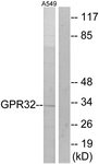 G335-1 - GPR32