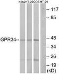G337-1 - GPR34