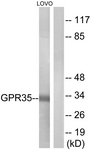 G338-1 - GPR35