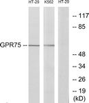 G351-1 - GPR75