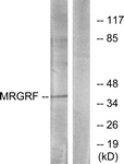 G392-1 - GPR140