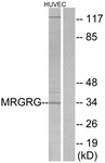 G393-1 - GPR169