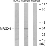 G395-1 - MRGPRX4