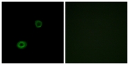 G395-1 - MRGPRX4