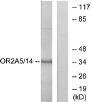 G429-1 - Olfactory receptor 2A14