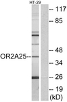 G430-1 - Olfactory receptor 2A25