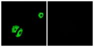 G430-1 - Olfactory receptor 2A25
