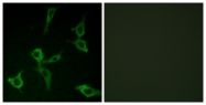 G432-1 - Olfactory receptor 2AG1/2AG2