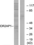 G435-1 - Olfactory receptor 2AP1
