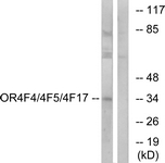 G444-1 - Olfactory receptor 4F4/4F5/4F17