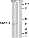 G459-1 - Q9H346