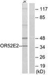 G461-1 - Olfactory receptor 52E2