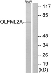 G484-1 - OLFML2A